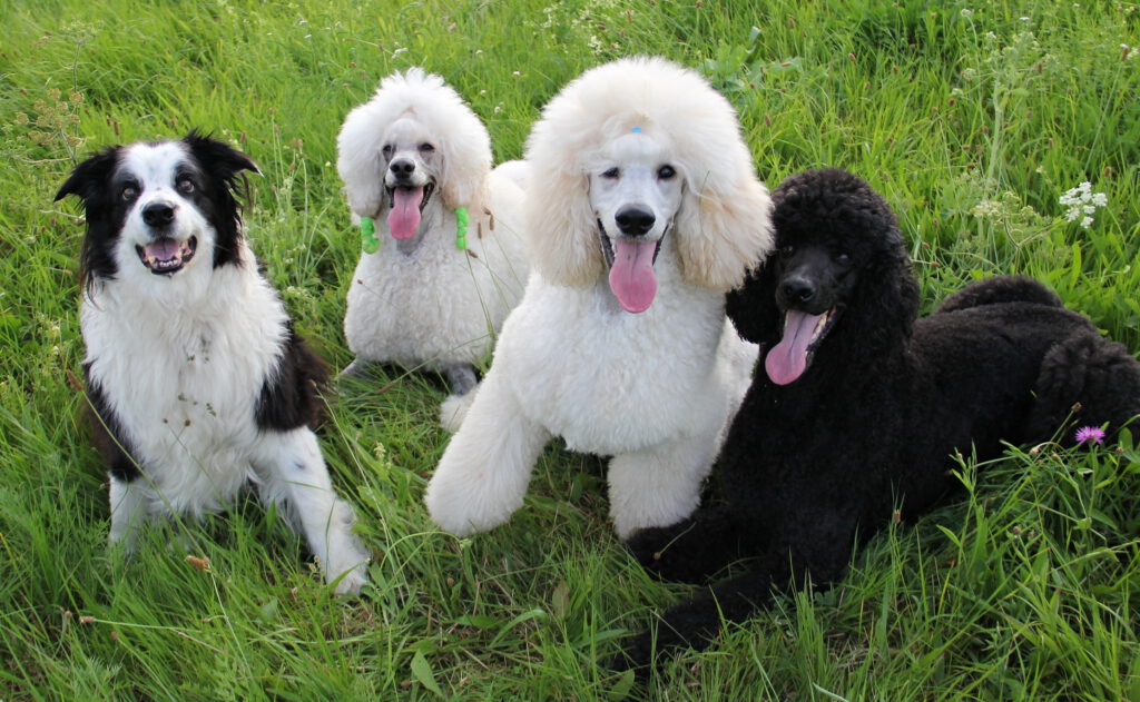 Hundegruppe mit Pudel